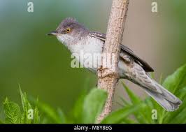 Attēlu rezultāti vaicājumam “Sylvia nisoria adult”