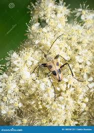 Attēlu rezultāti vaicājumam “Pachyta quadrimaculata”