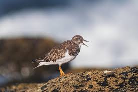 Attēlu rezultāti vaicājumam “Arenaria interpres”