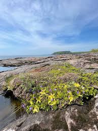 Attēlu rezultāti vaicājumam “Pinguicula vulgaris flower”