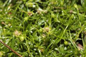 Attēlu rezultāti vaicājumam “Sagina procumbens”