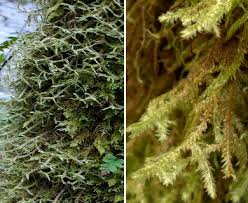 Attēlu rezultāti vaicājumam “Neckera”