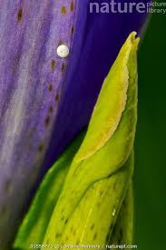 Attēlu rezultāti vaicājumam “Maculinea alcon eggs”