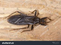 Attēlu rezultāti vaicājumam “Reduvius personatus”