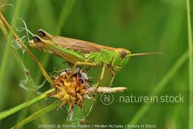 Attēlu rezultāti vaicājumam “Chrysochraon dispar”