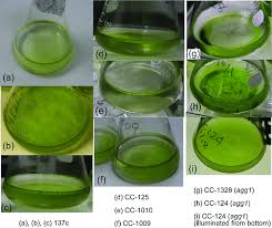 Attēlu rezultāti vaicājumam “Conardia compacta macro”