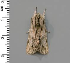 Attēlu rezultāti vaicājumam “Eupithecia succenturiata”