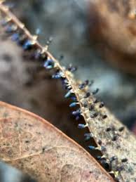 Attēlu rezultāti vaicājumam “Diachea leucopodia”