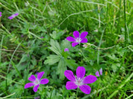 Attēlu rezultāti vaicājumam “Geranium palustre”