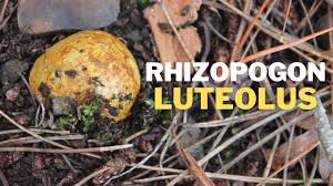 Attēlu rezultāti vaicājumam “Rhizopogon luteolus”