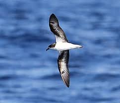 Image result for Pterodroma feae