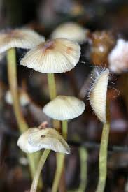Attēlu rezultāti vaicājumam “Mycena epipterygia”