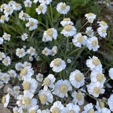 Attēlu rezultāti vaicājumam “Achillea ptarmica fruit”
