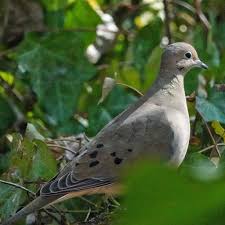 Image result for Zenaida macroura