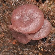 Attēlu rezultāti vaicājumam “Ascocoryne cylichnium”