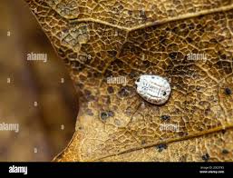 Attēlu rezultāti vaicājumam “Aleurochiton aceris”