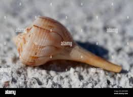 Image result for Sinistrofulgur perversum