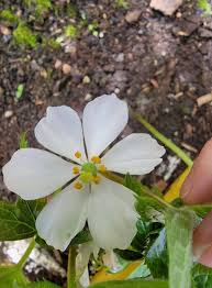 Attēlu rezultāti vaicājumam “Podophyllum hexandrum flower”