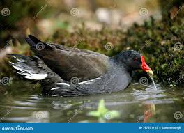 Attēlu rezultāti vaicājumam “Gallinula chloropus adult”