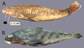 Image result for Menticirrhus americanus