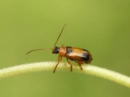 Attēlu rezultāti vaicājumam “Phyllobrotica quadrimaculata”