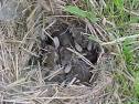 How To Care For Orphaned Wild Cottontail Bunnies Orphan Cotton ...