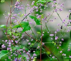 Attēlu rezultāti vaicājumam “Thalictrum aquilegifolium fruit”