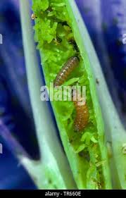 Attēlu rezultāti vaicājumam “Maculinea alcon underside”