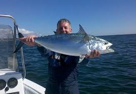 Image result for Euthynnus alletteratus