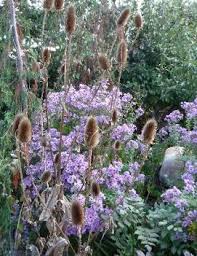Image result for Aster lanceolatus