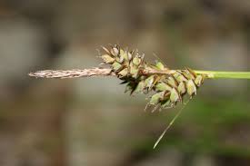 Attēlu rezultāti vaicājumam “Carex pilulifera”