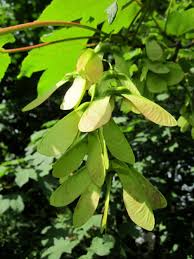 Attēlu rezultāti vaicājumam “Acer pseudoplatanus fruit”