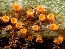 Attēlu rezultāti vaicājumam “Puccinia sessilis”