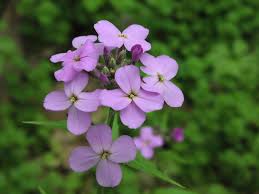 Image result for Hesperis matronalis