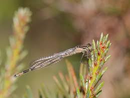 Attēlu rezultāti vaicājumam “Enallagma cyathigerum male”