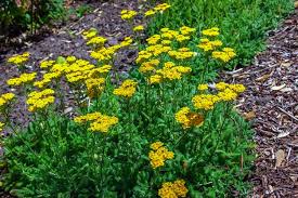 Image result for Achillea filipendulina