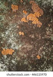 Attēlu rezultāti vaicājumam “Trichia botrytis”