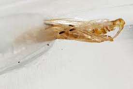 Attēlu rezultāti vaicājumam “Caloptilia stigmatella”