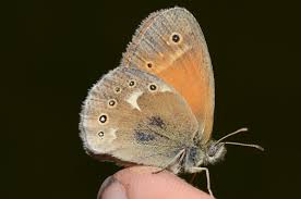 Attēlu rezultāti vaicājumam “Coenonympha tullia underside”