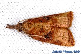 Attēlu rezultāti vaicājumam “Tortricidae”