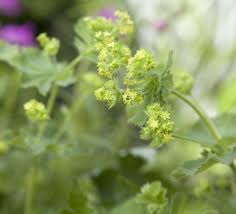 Attēlu rezultāti vaicājumam “Viscum album female flower”