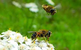 Attēlu rezultāti vaicājumam “Eristalis sp.”
