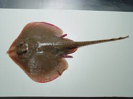 Image result for Leucoraja erinaceus