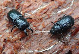 Attēlu rezultāti vaicājumam “Ceruchus chrysomelinus imago”