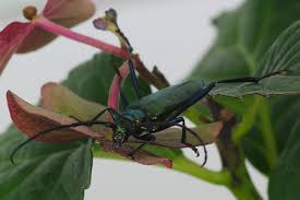 Attēlu rezultāti vaicājumam “Aromia moschata”