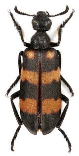 Attēlu rezultāti vaicājumam “Meloe sp. imago”