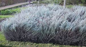 Image result for Helichrysum lindleyii