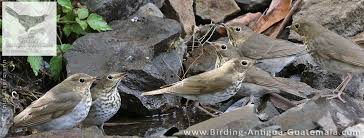 Image result for Catharus ustulatus