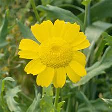 Image result for Chrysanthemum segetum