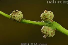 Attēlu rezultāti vaicājumam “Quercus robur bud”